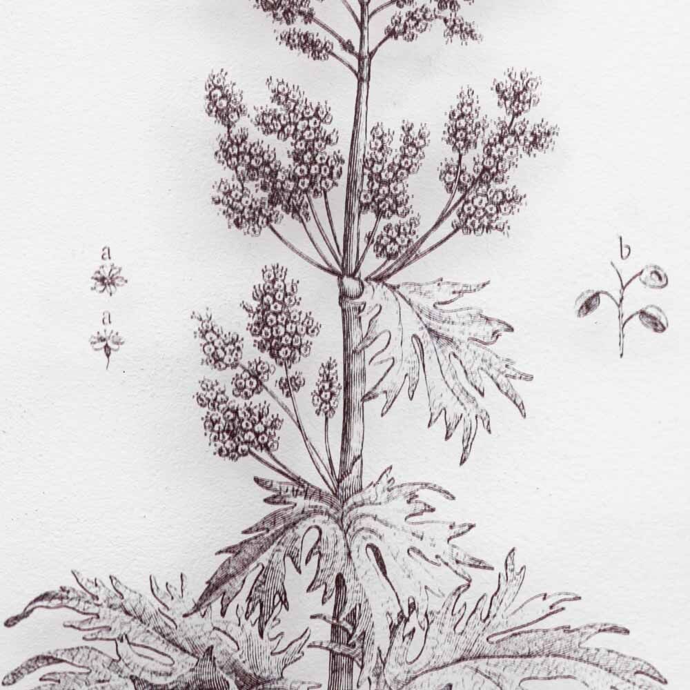 Petiole Art Set of 2 - Image 8