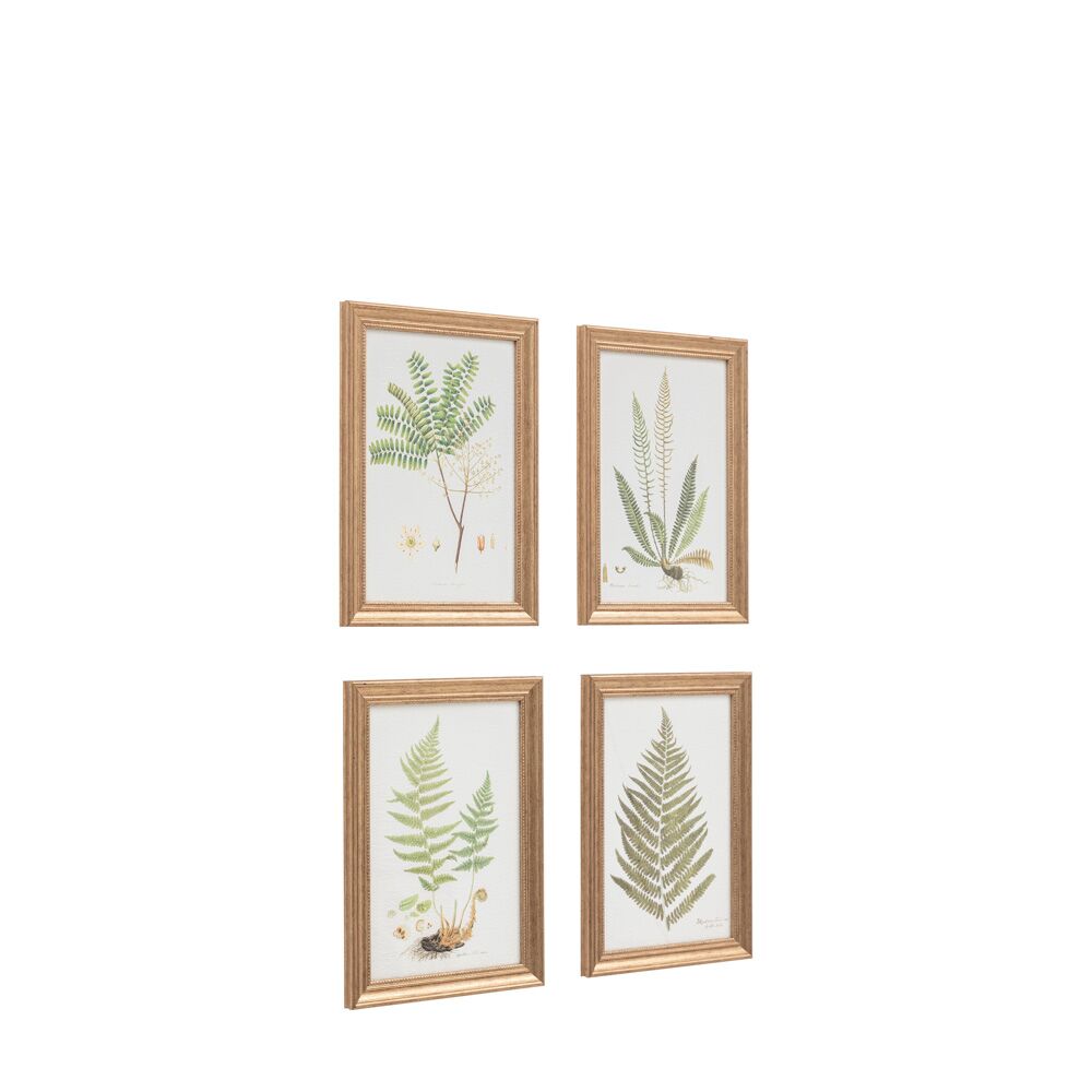 Assorted Ferns Framed Art Set of 4 - Image 3