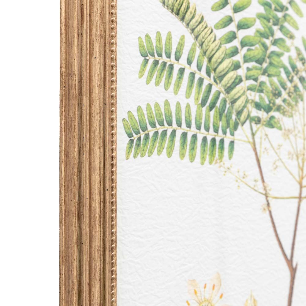 Assorted Ferns Framed Art Set of 4 - Image 4