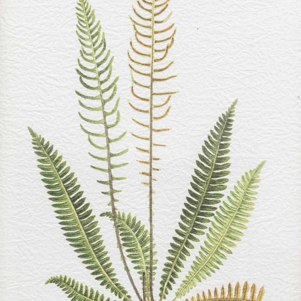 Assorted Ferns Framed Art Set of 4 - Image 5